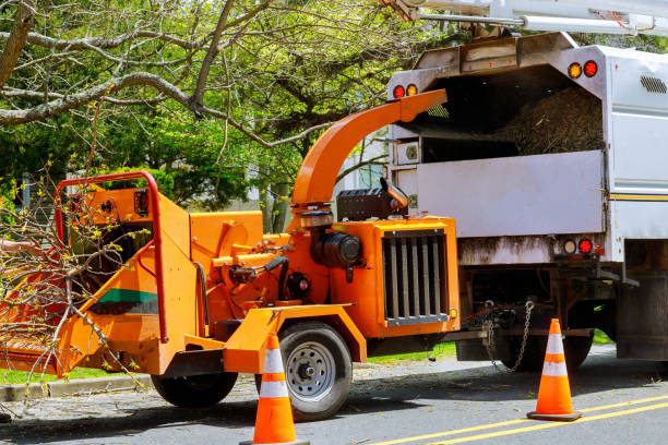 How Our Tree Care Process Works  in Visalia, CA